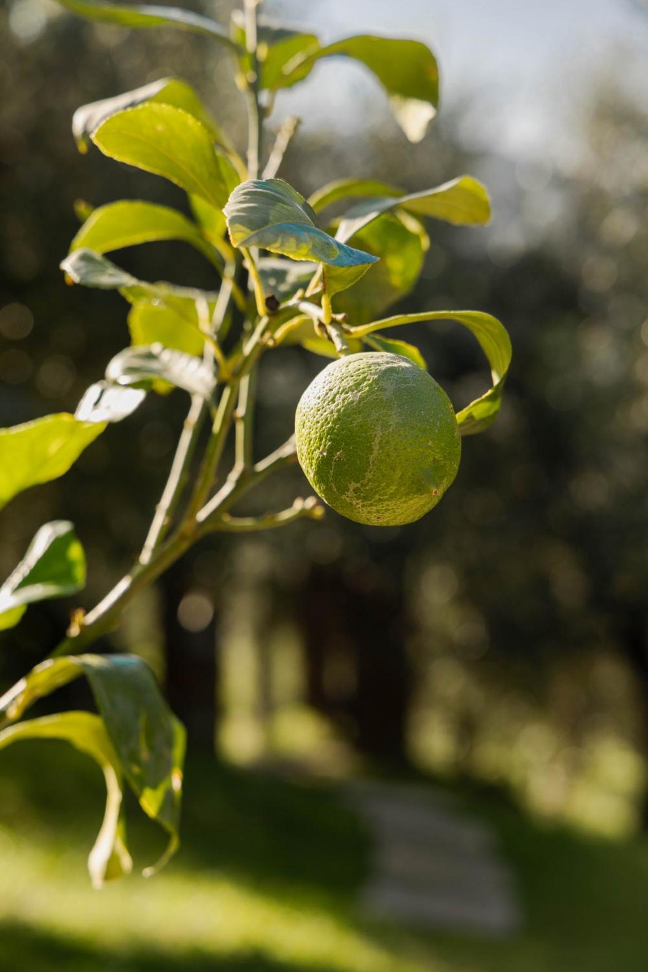 Agriturismo I Due Ghiri - Cinque Terre Calice al Cornoviglio 外观 照片